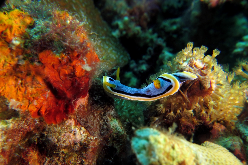 Chromodoris annae
