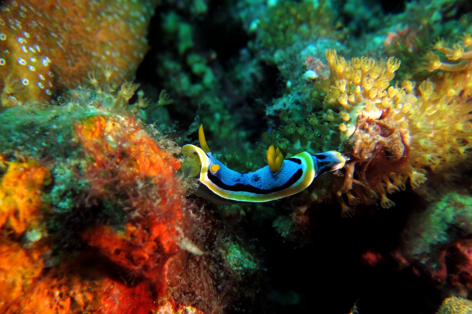 Chromodoris annae