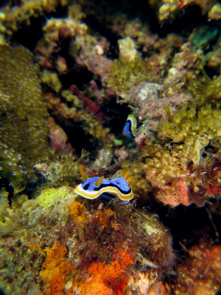 Chromodoris annae