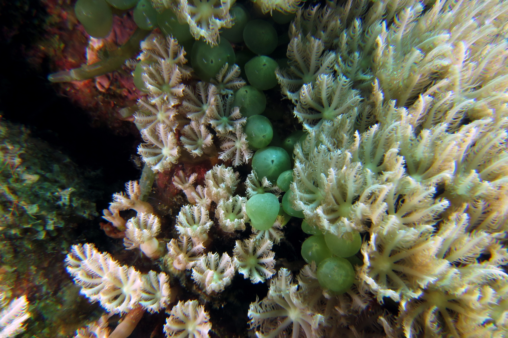 Xenia ou Heteroxenia, Caulerpa racemosa