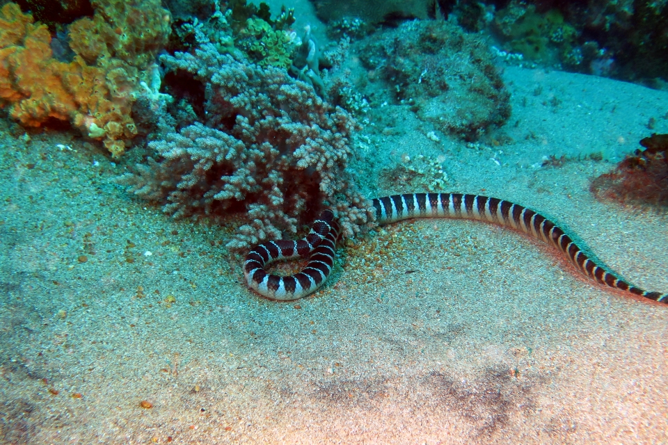 Laticauda semifasciata
