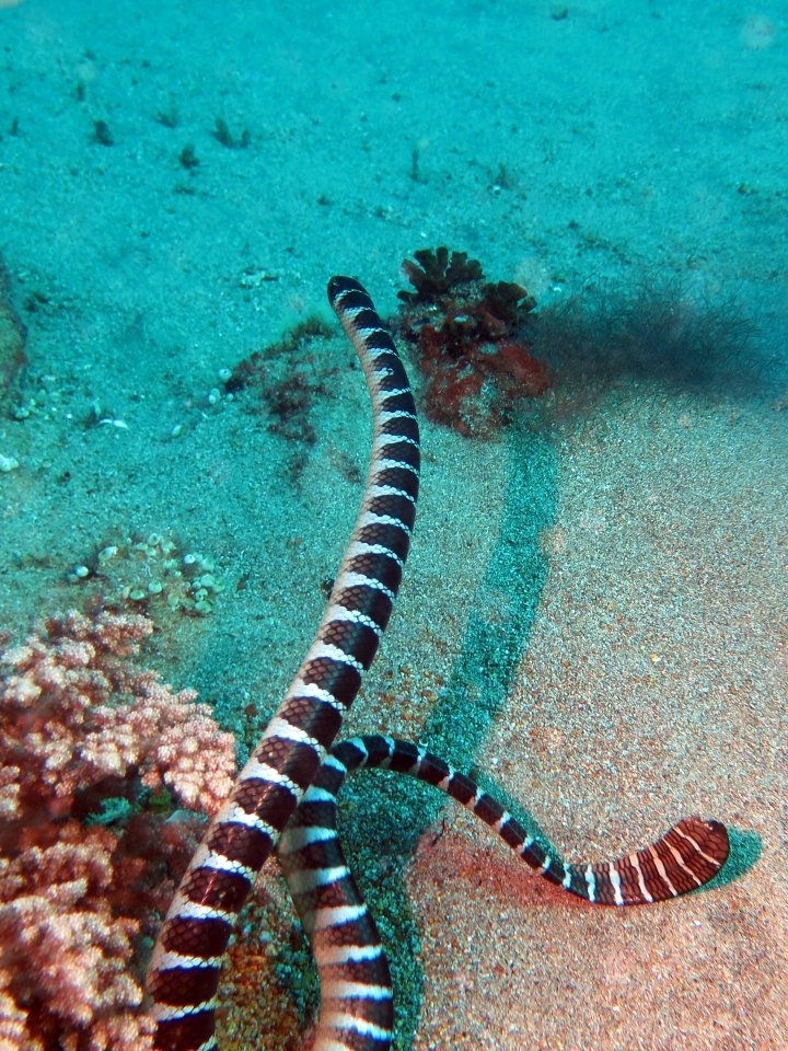 Laticauda semifasciata