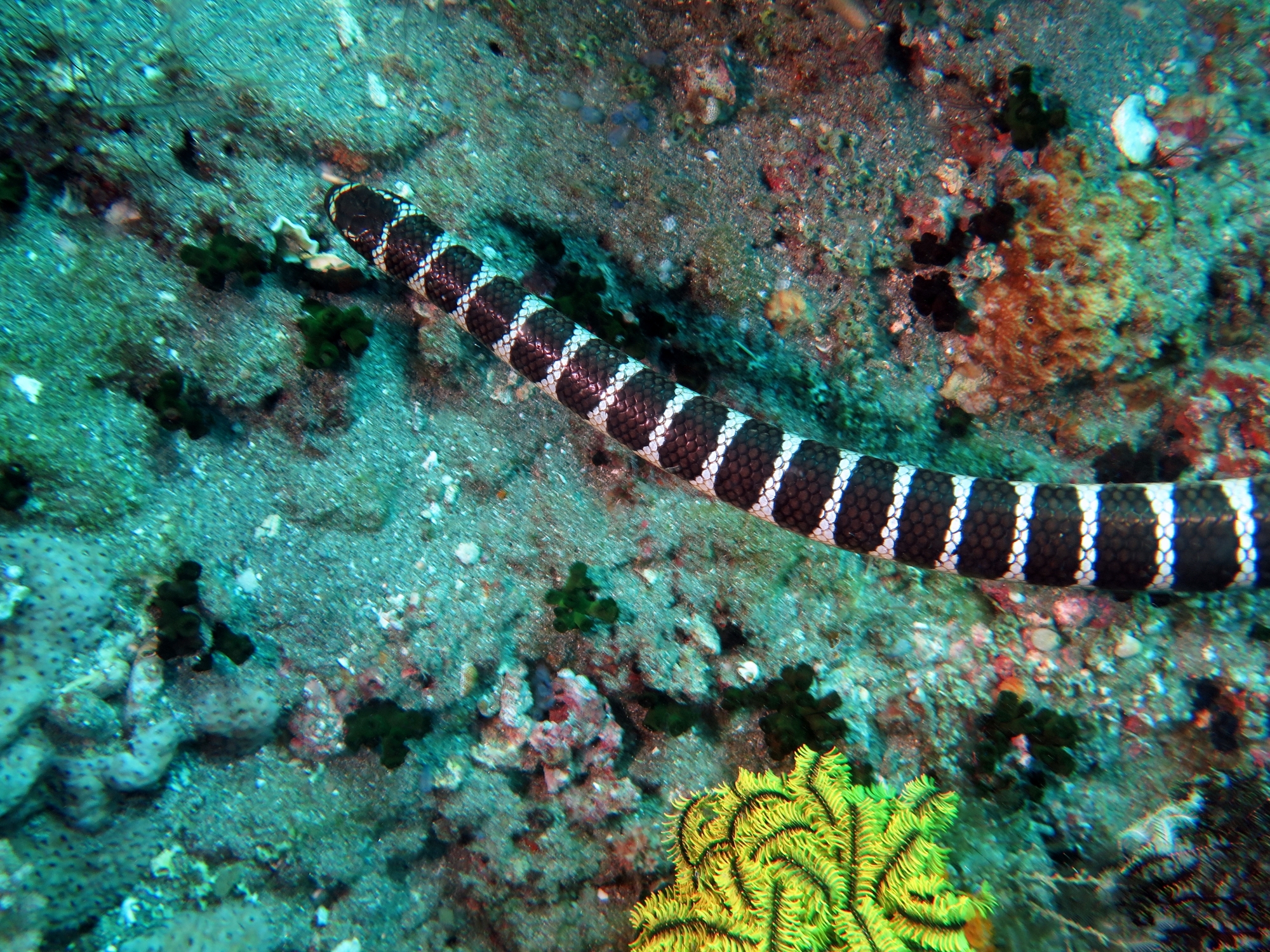 Laticauda semifasciata