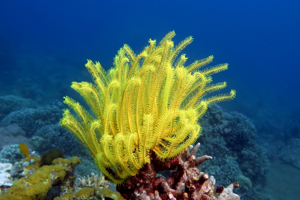 Comaster nobilis