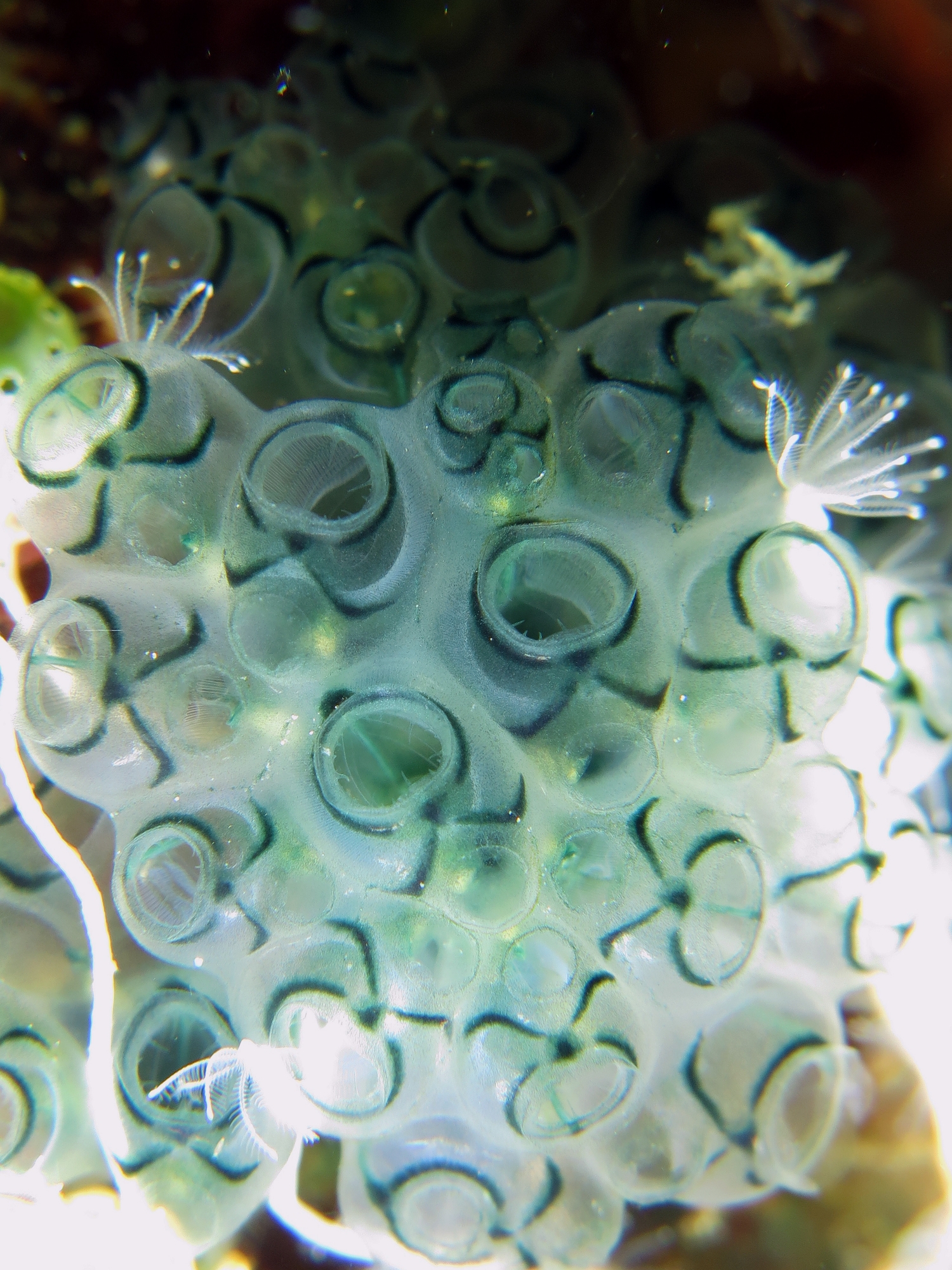 Sigillina signifera