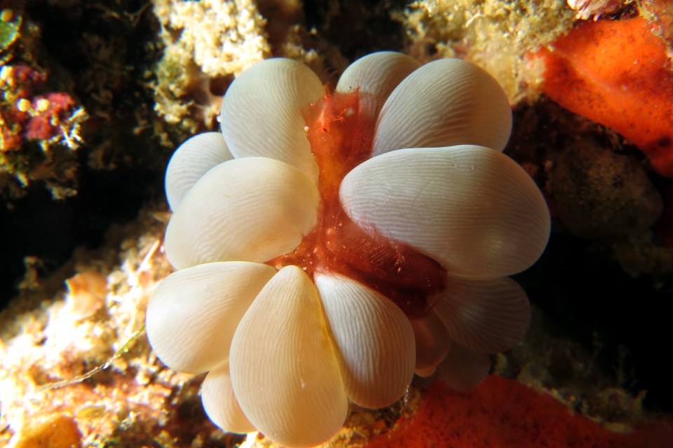 Achaeus japonicus, Plerogyra sinuosa