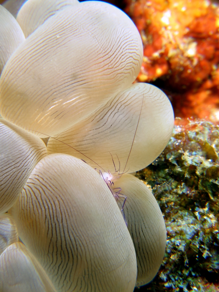 Vir philippinensis, Plerogyra sinuosa