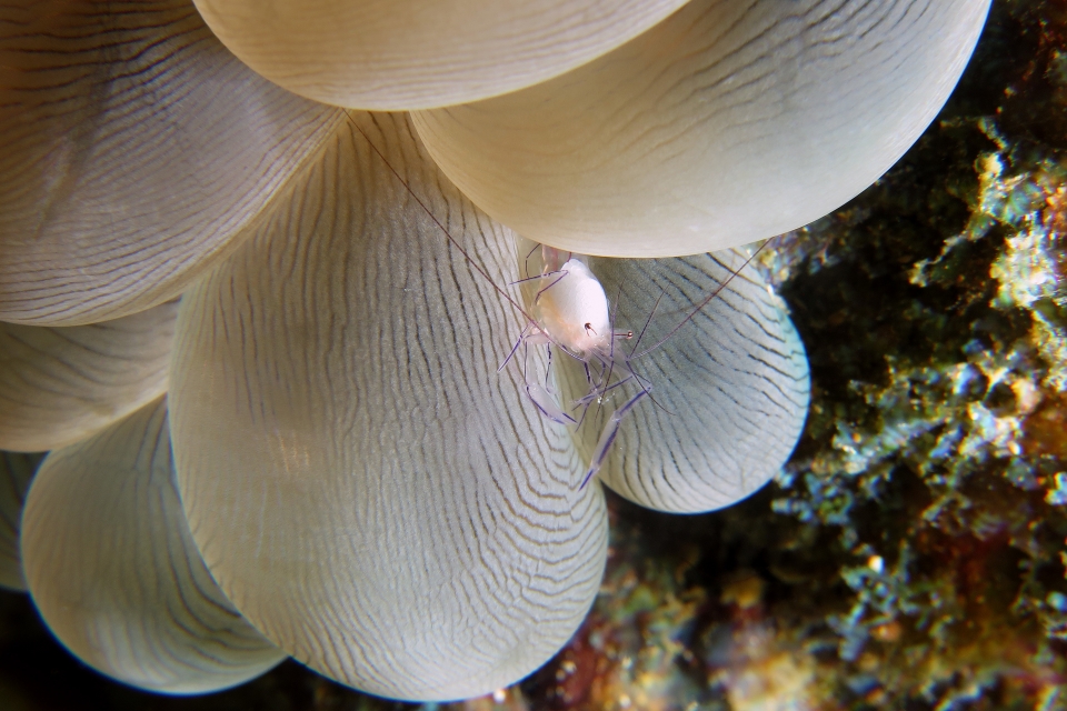Vir philippinensis, Plerogyra sinuosa