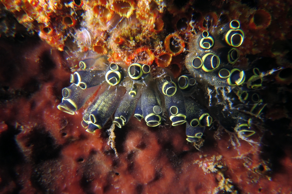 Clavelina robusta