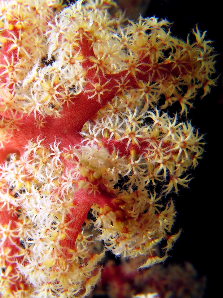 Siphonogorgia godeffroyi
