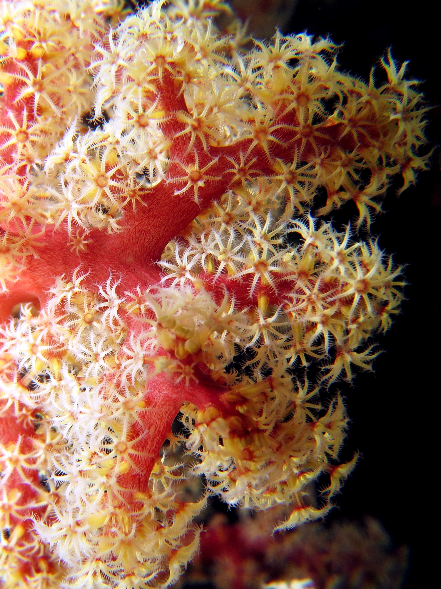 Siphonogorgia godeffroyi