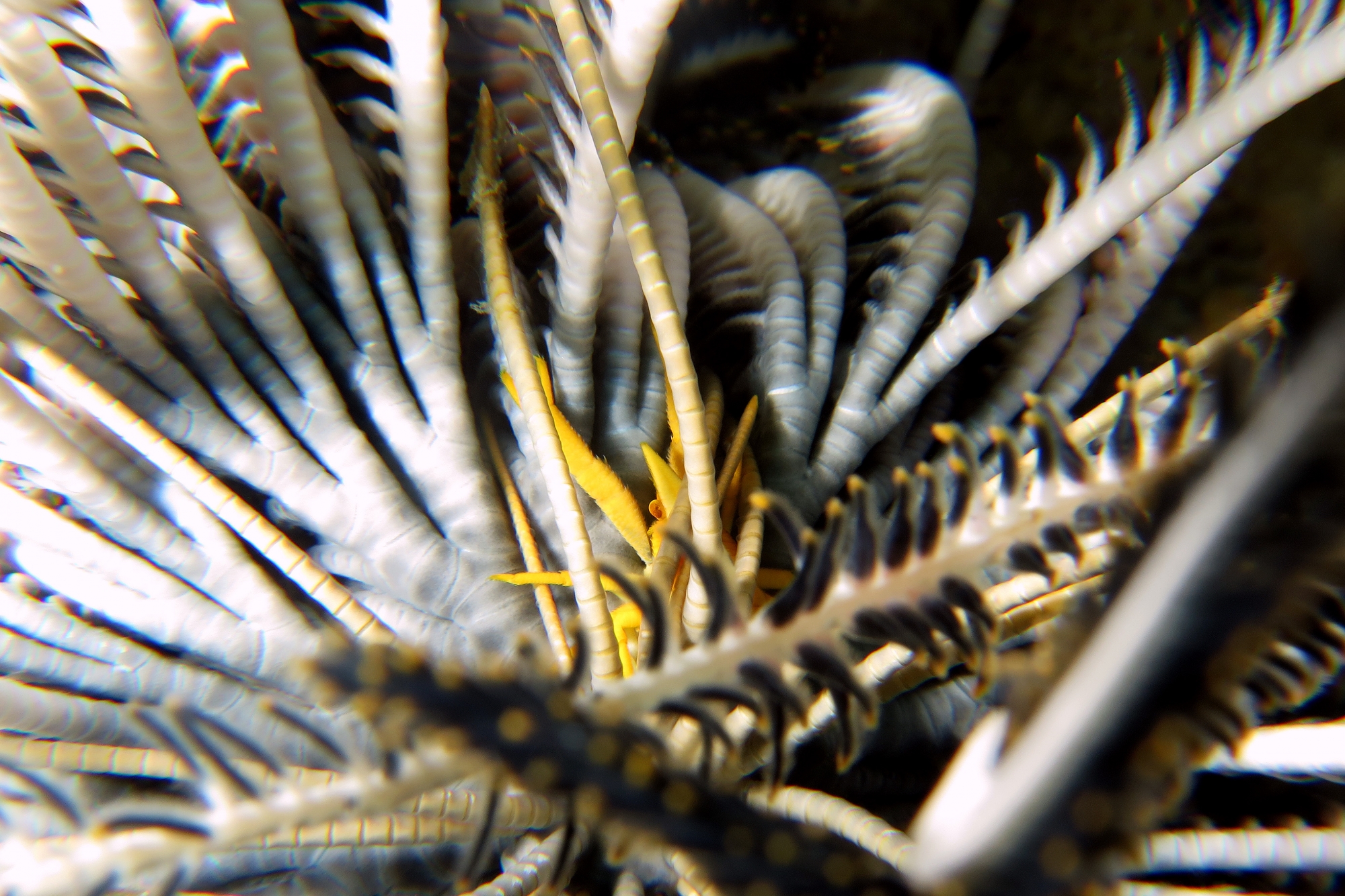 Allogalathea babai, Comatule sp.