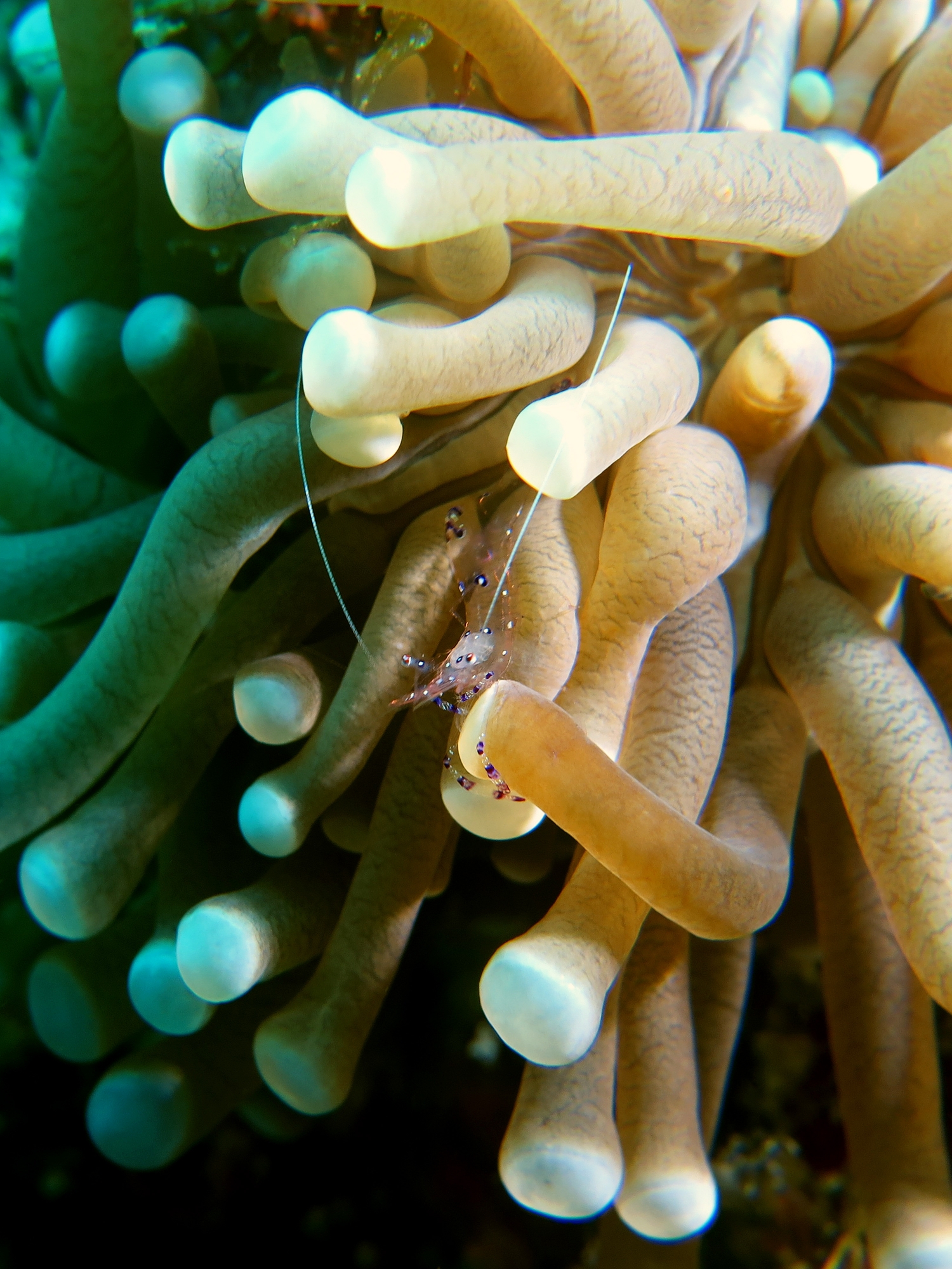 Ancylomenes sarasvati, Heliofungia actiniformis