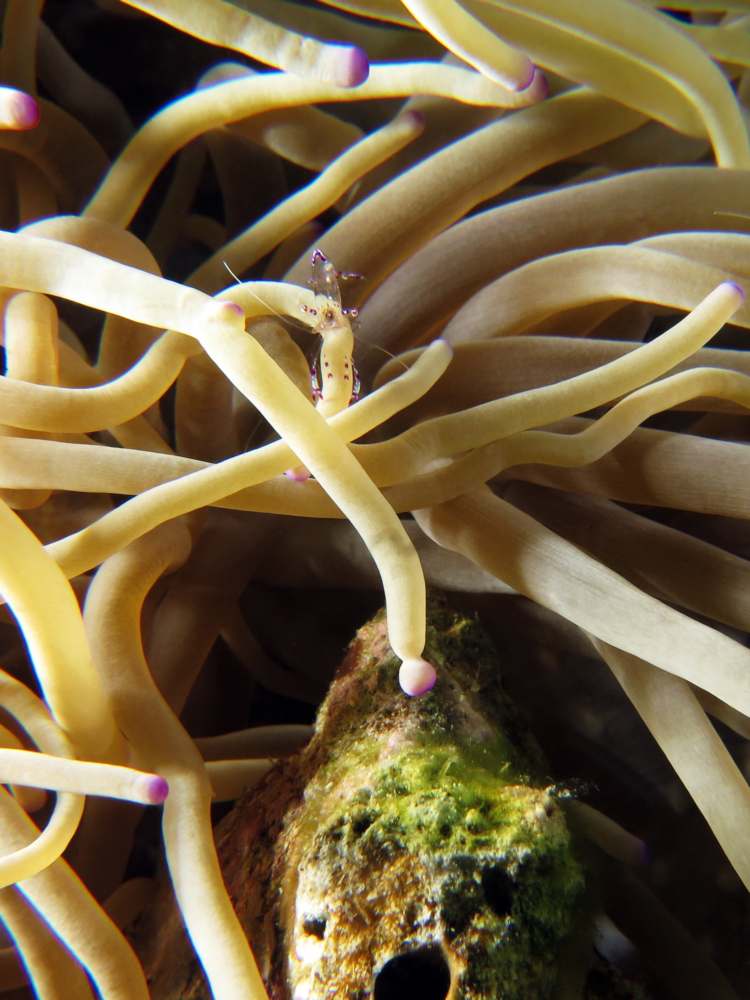 Ancylomenes sarasvati, Heteractis crispa