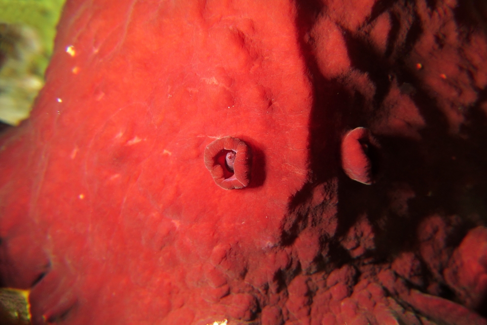 Hexabranchus sanguineus