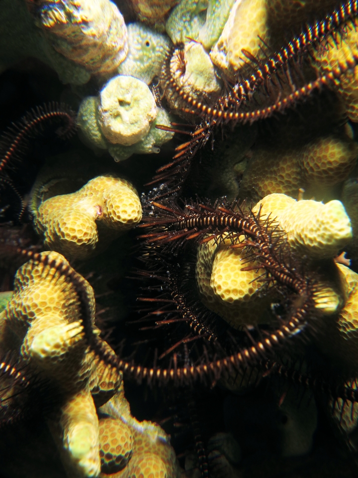 Ophiomastix janualis