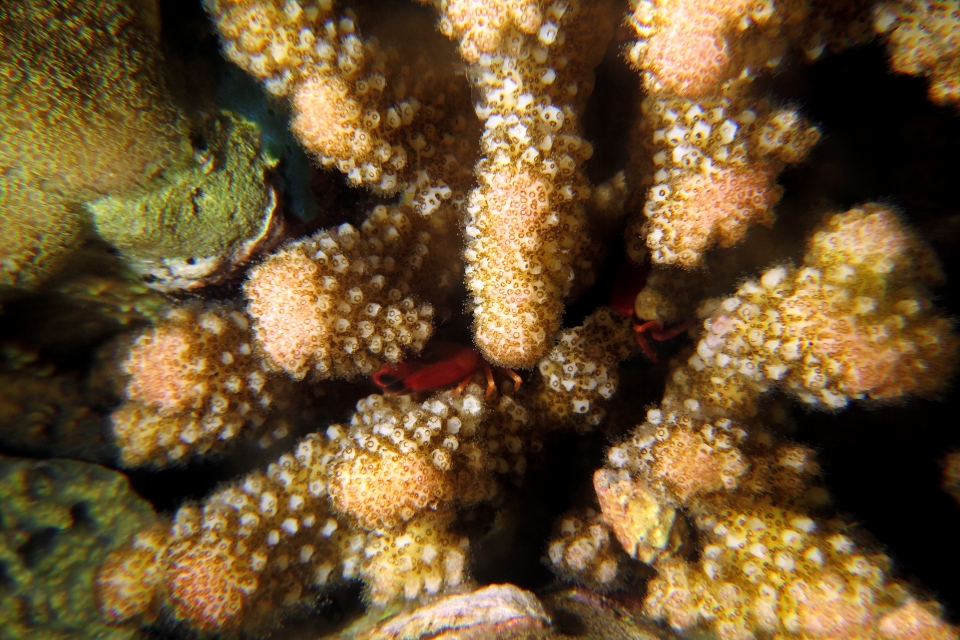 Tetralia cavimana
