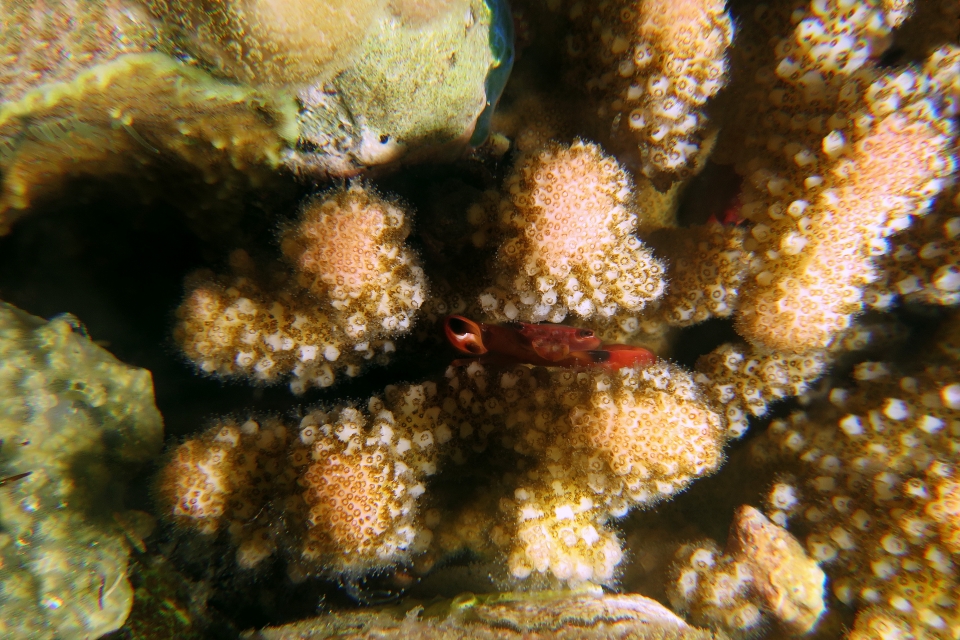 Tetralia cavimana