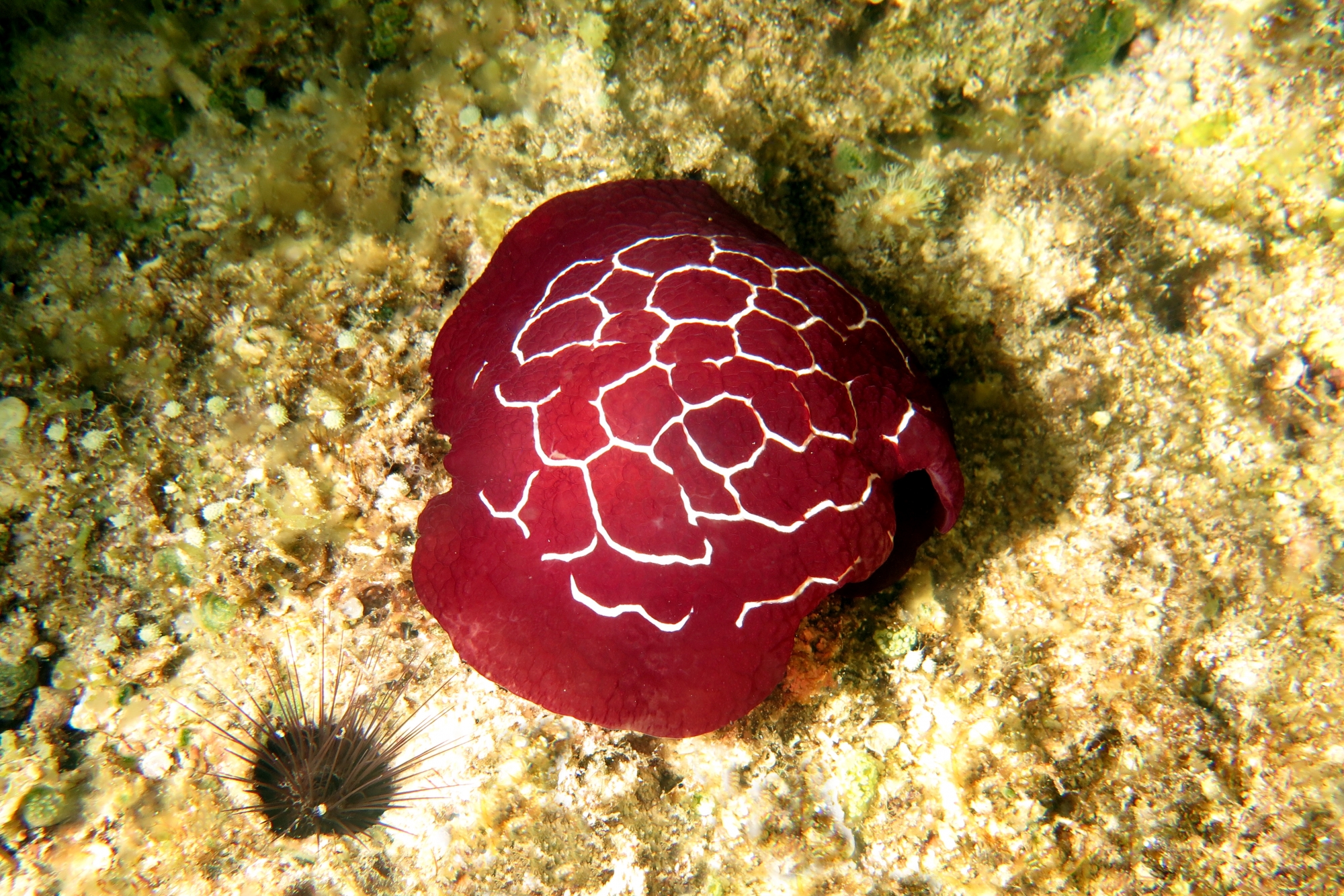 Pleurobranchus forskalii, Echinostrephus aciculatus