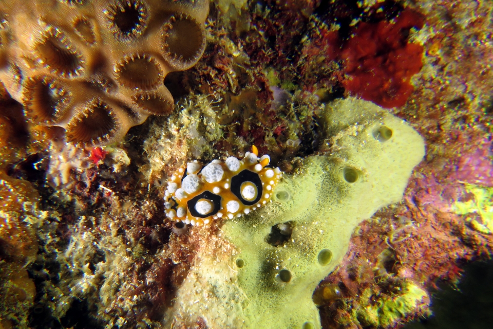 Phyllidia ocellata
