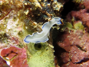 Cycloporus venetus