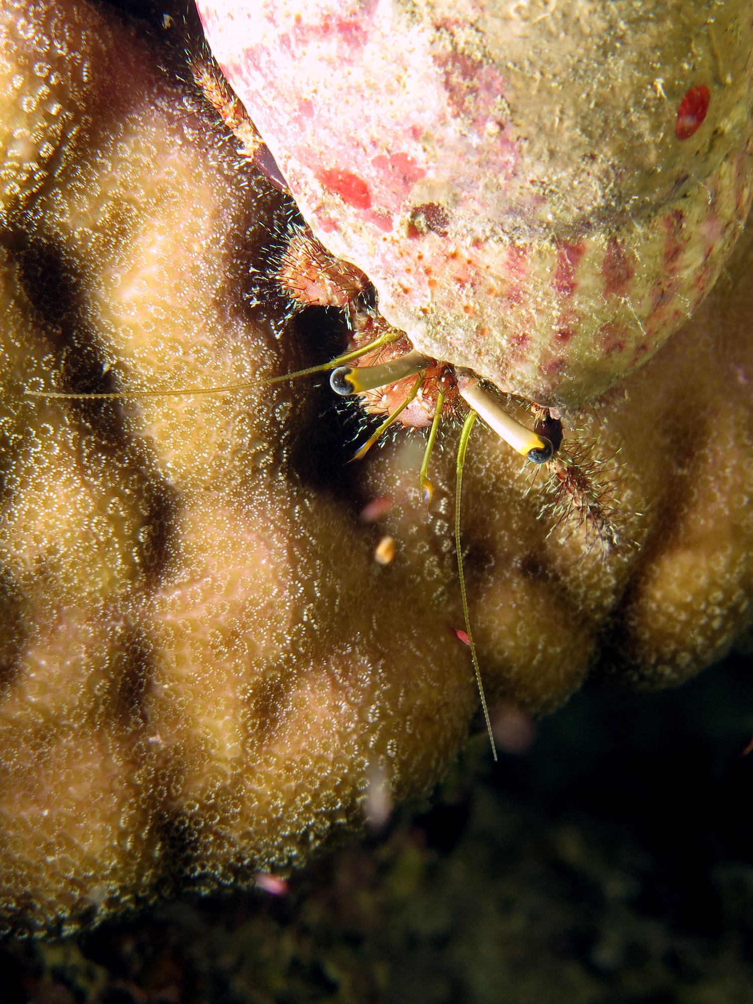 Dardanus lagopodes