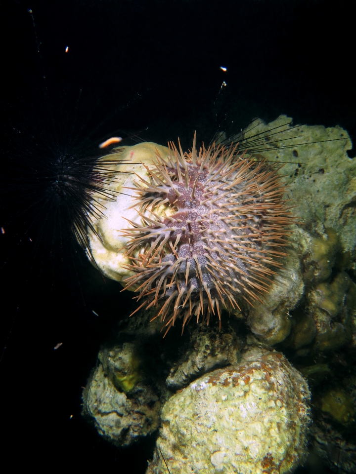 Acanthaster planci