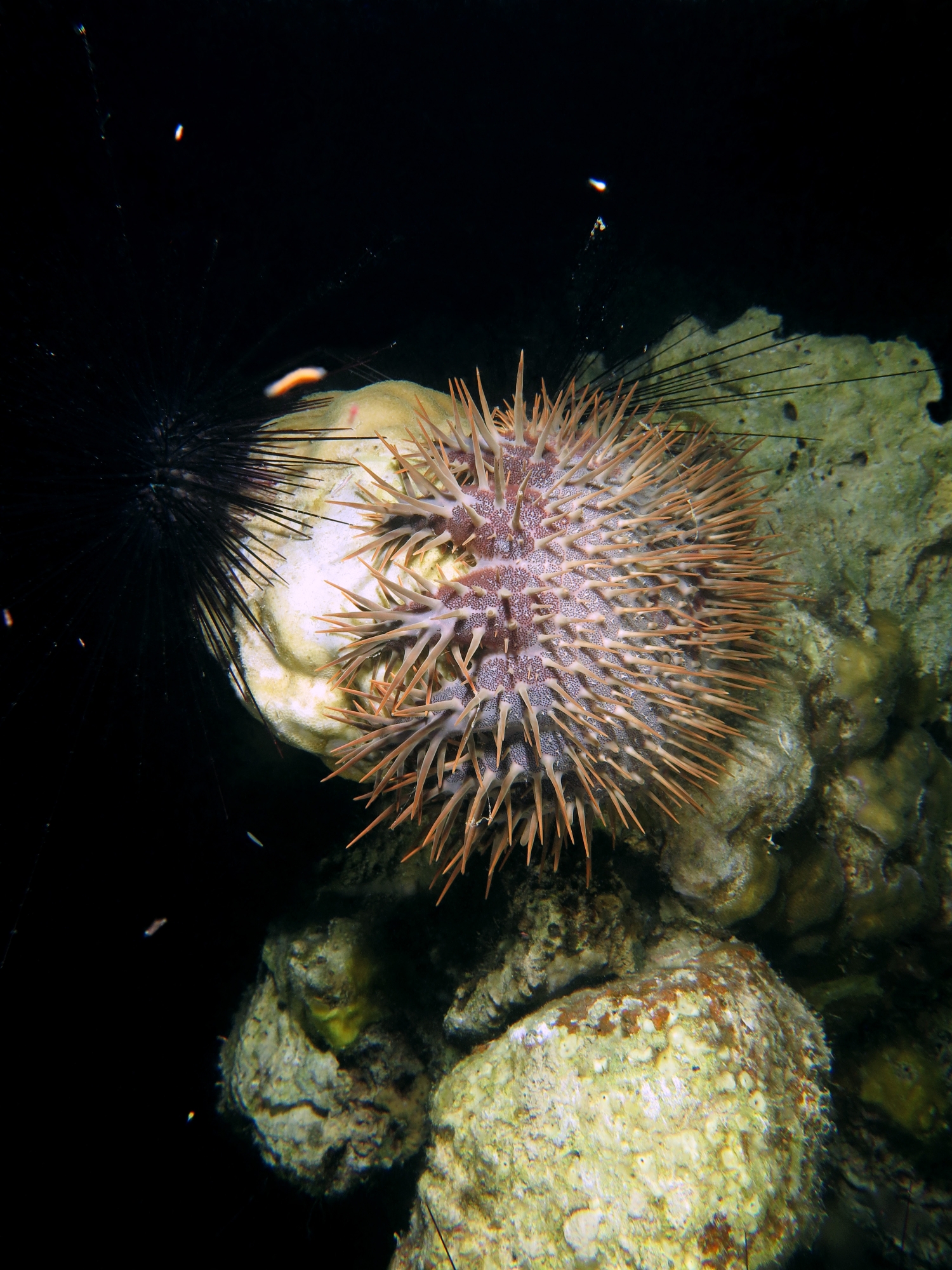 Acanthaster planci