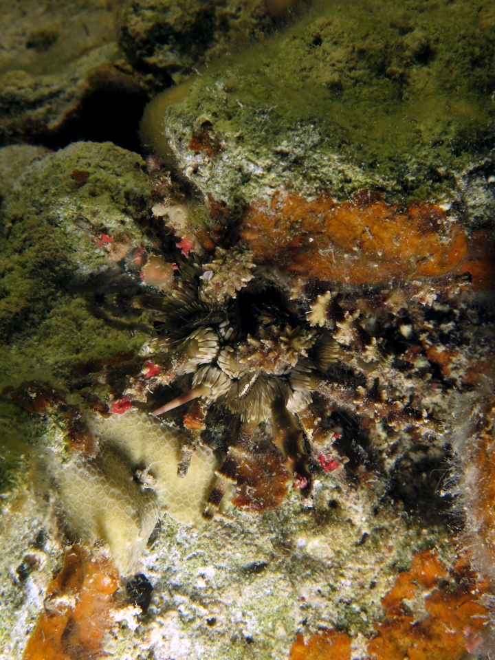 Plococidaris verticillata