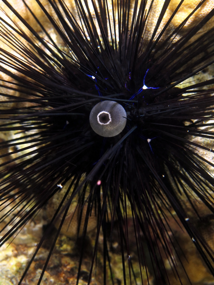 Diadema savignyi