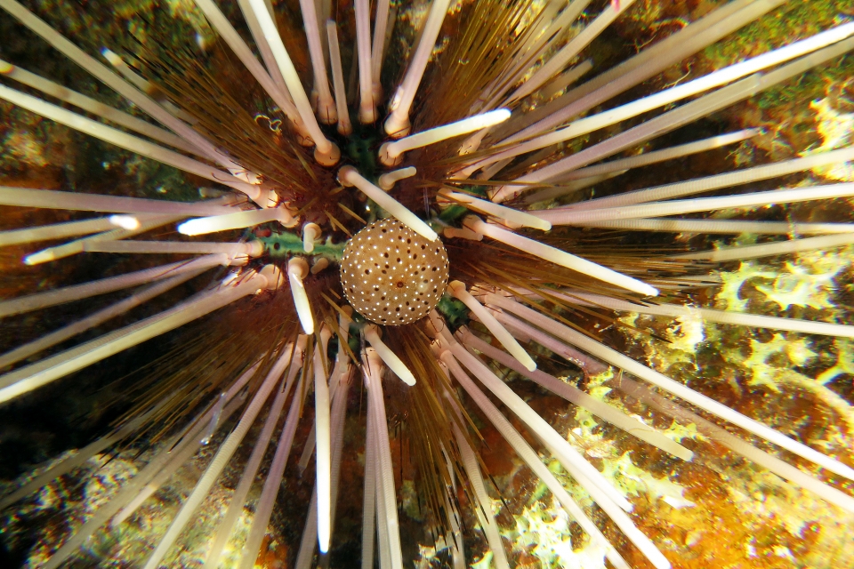 Echinothrix calamaris