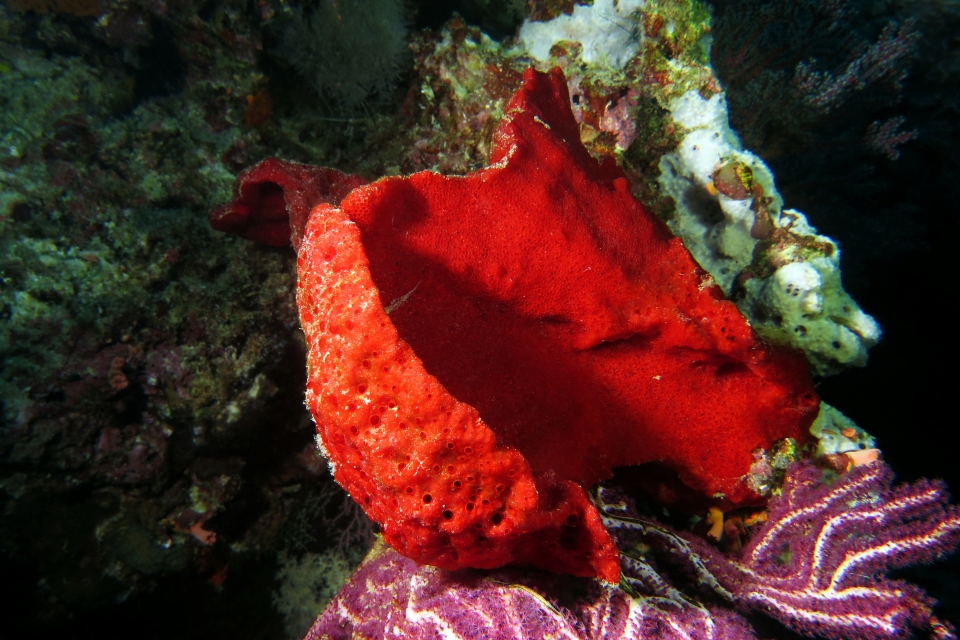 Lissodendoryx fibrosa