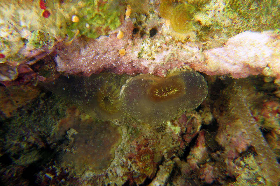 Ascidia ornata