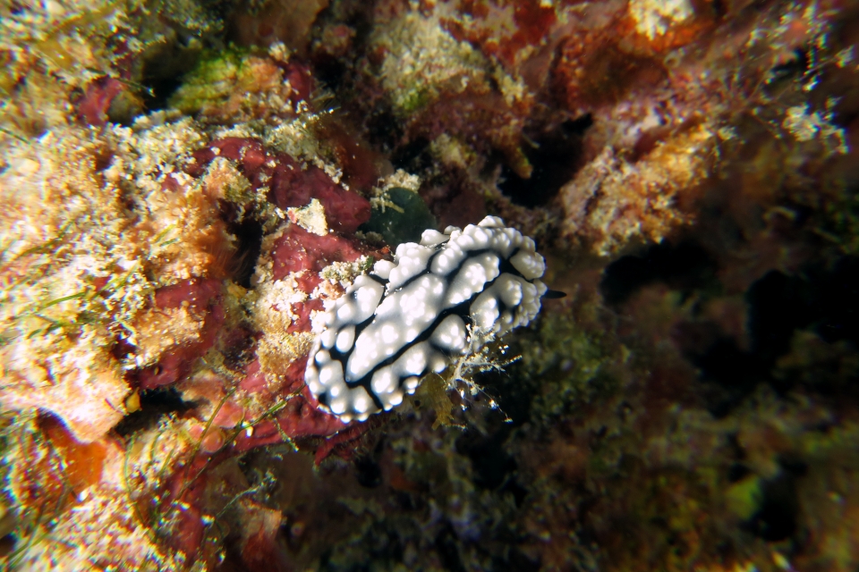 Phyllidiopsis shireenae