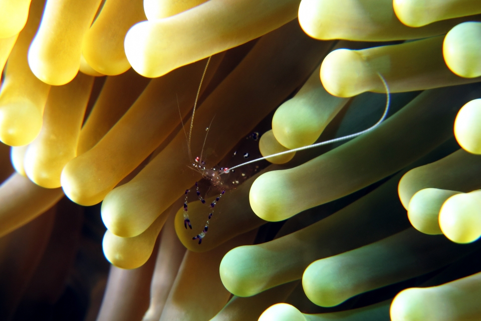 Ancylomenes sarasvati