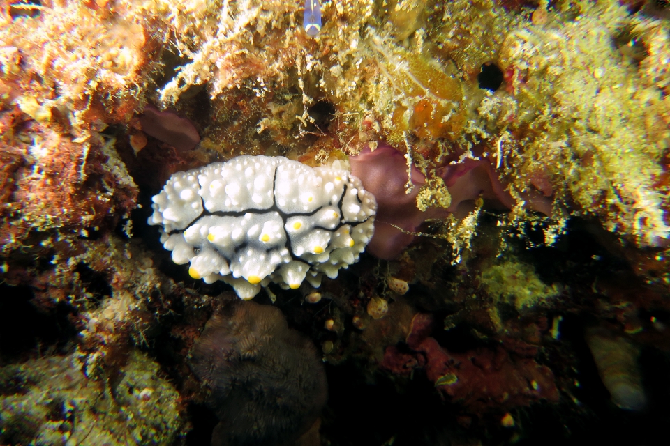 Phyllidia elegans