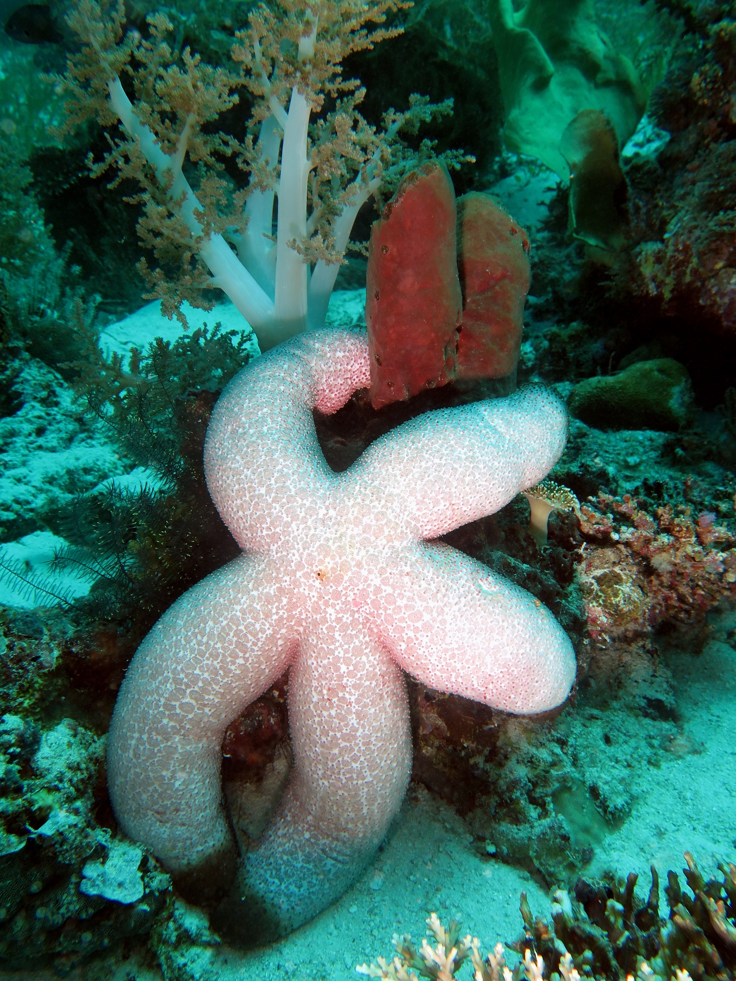 Thromidia catalai
