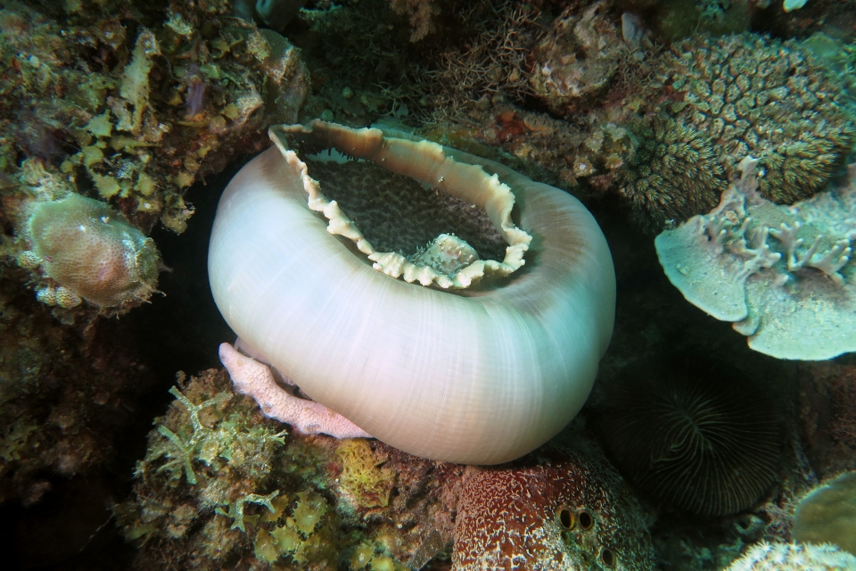 Amplexidiscus fenestrafer