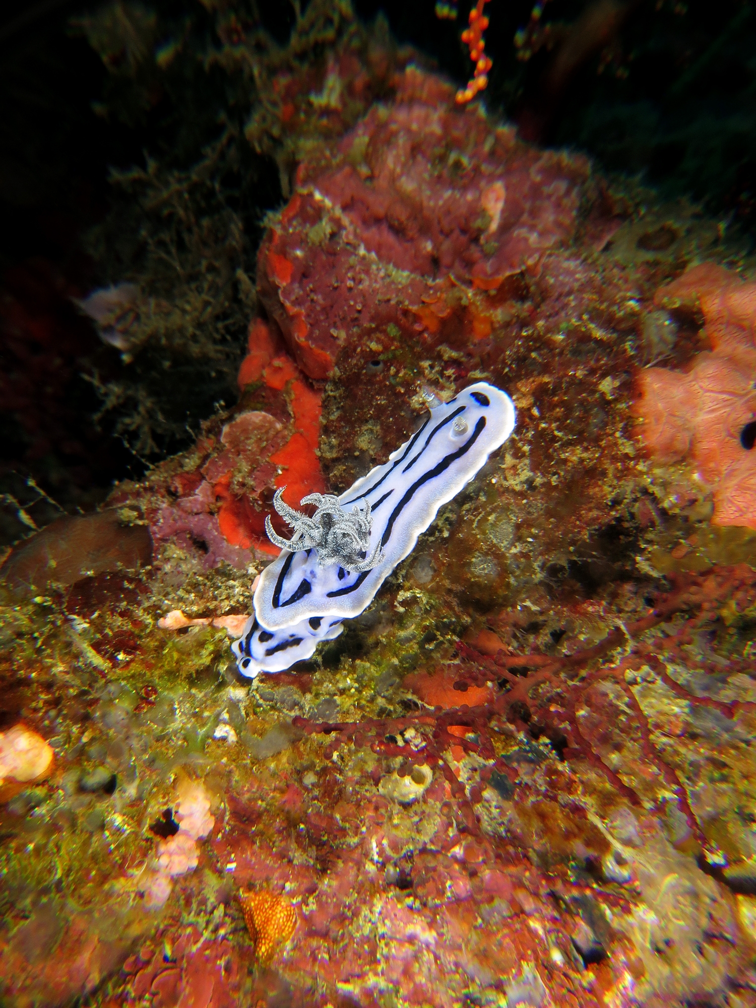 Chromodoris Willani