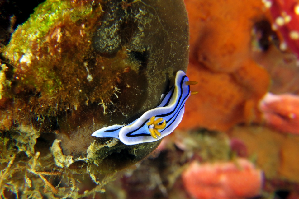 Chromodoris lochi