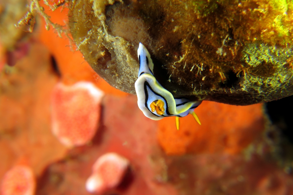 Chromodoris lochi