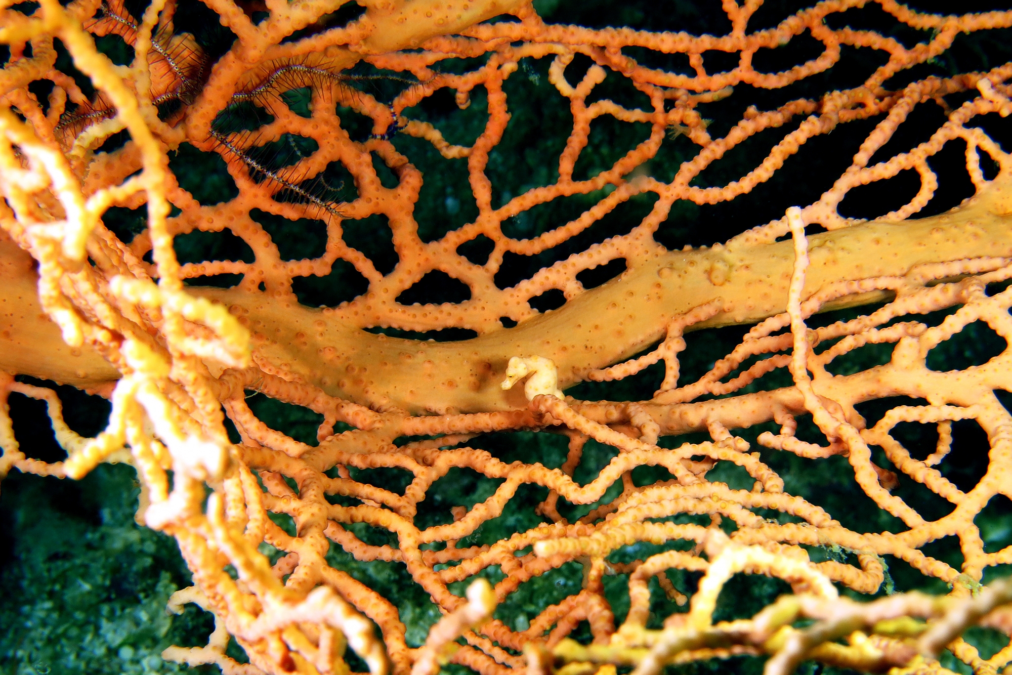 Hippocampus Denise, Muricella sp.