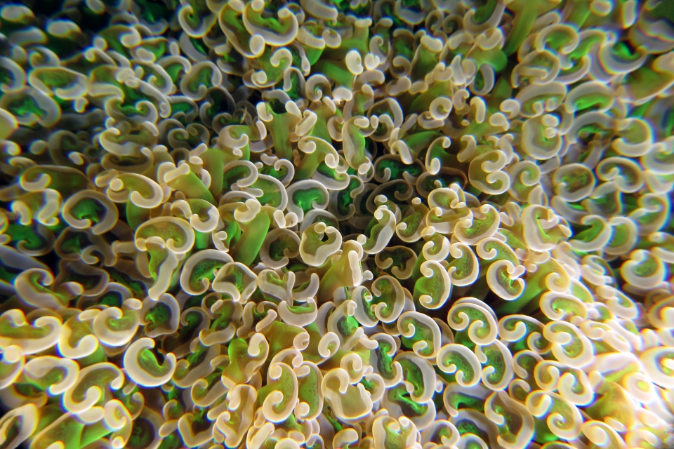 Euphyllia ancora