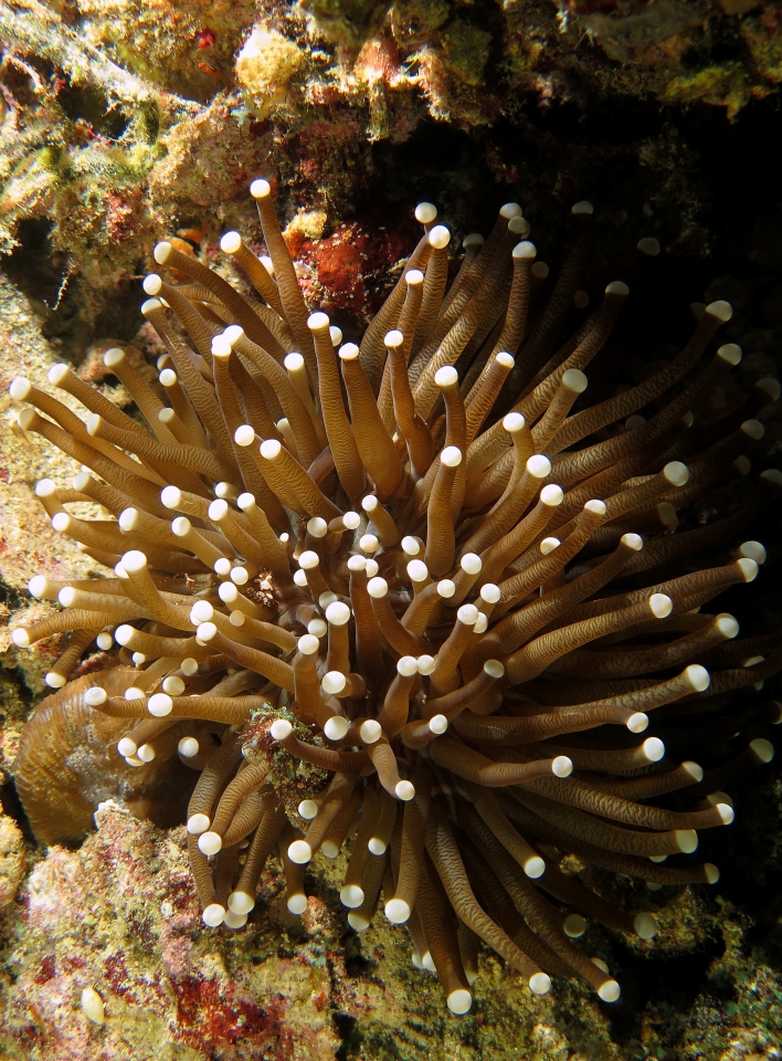 Thor amboinensis, Urocaridella sp. Heliofungia actiniformis