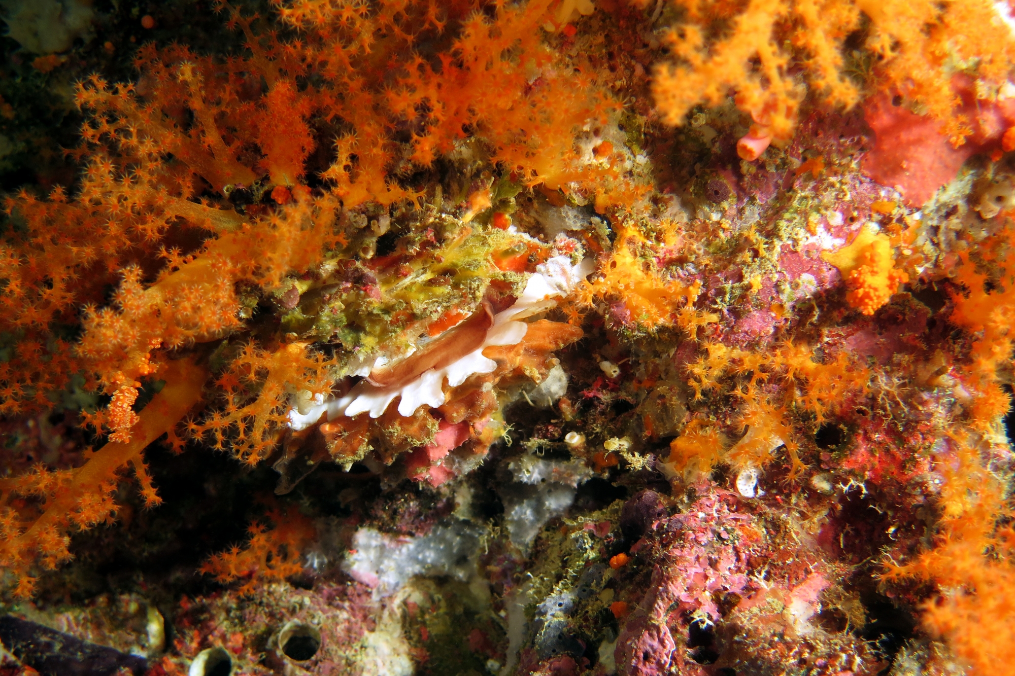 Spondylus squamosus