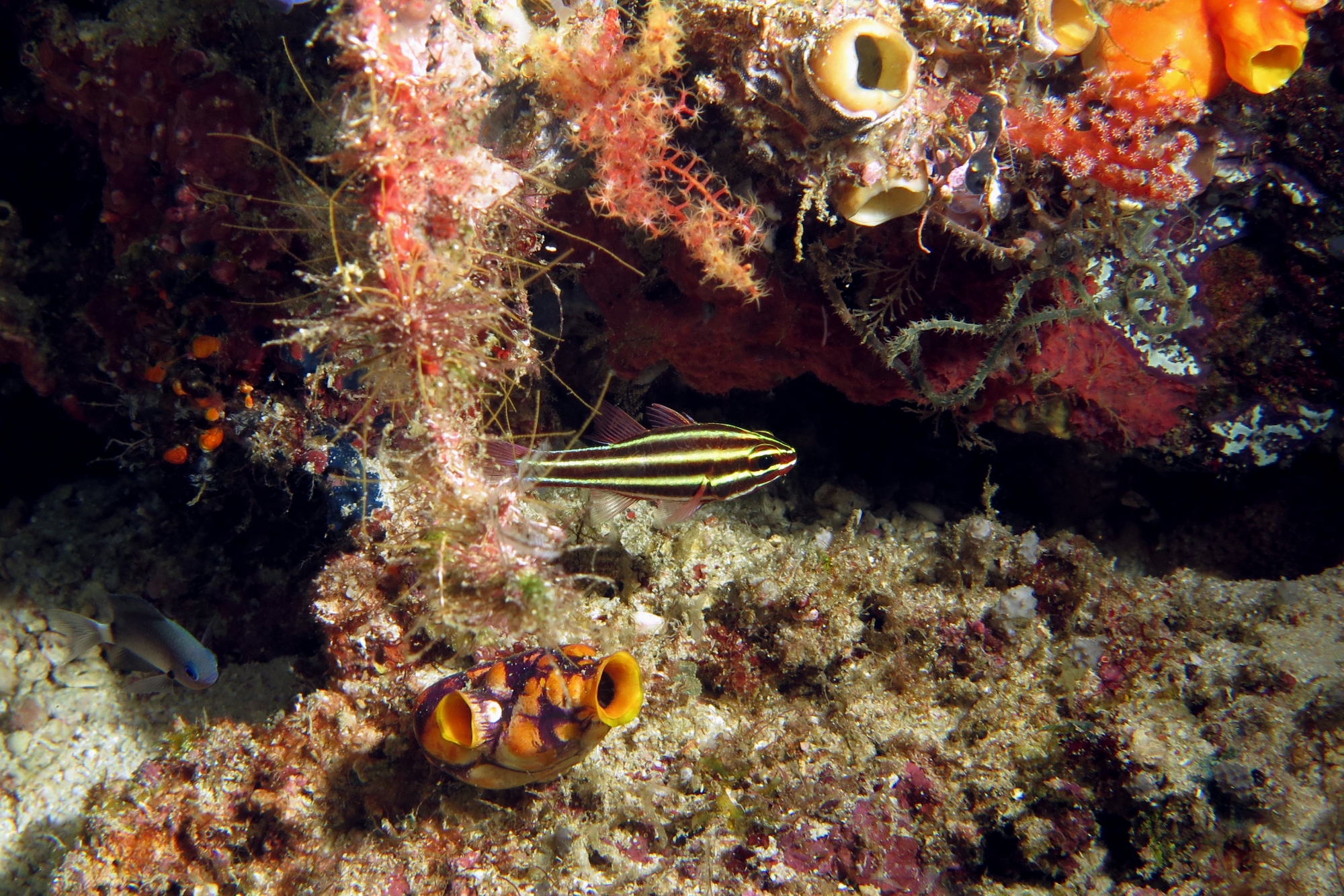 Ostorhinchus nigrofasciatus