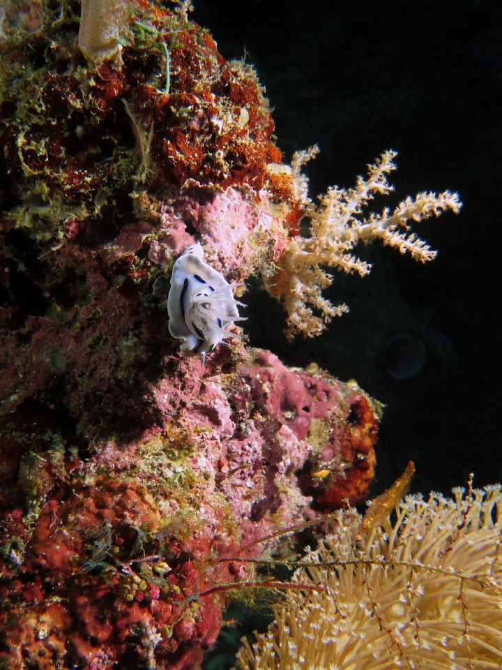 Chromodoris Willani