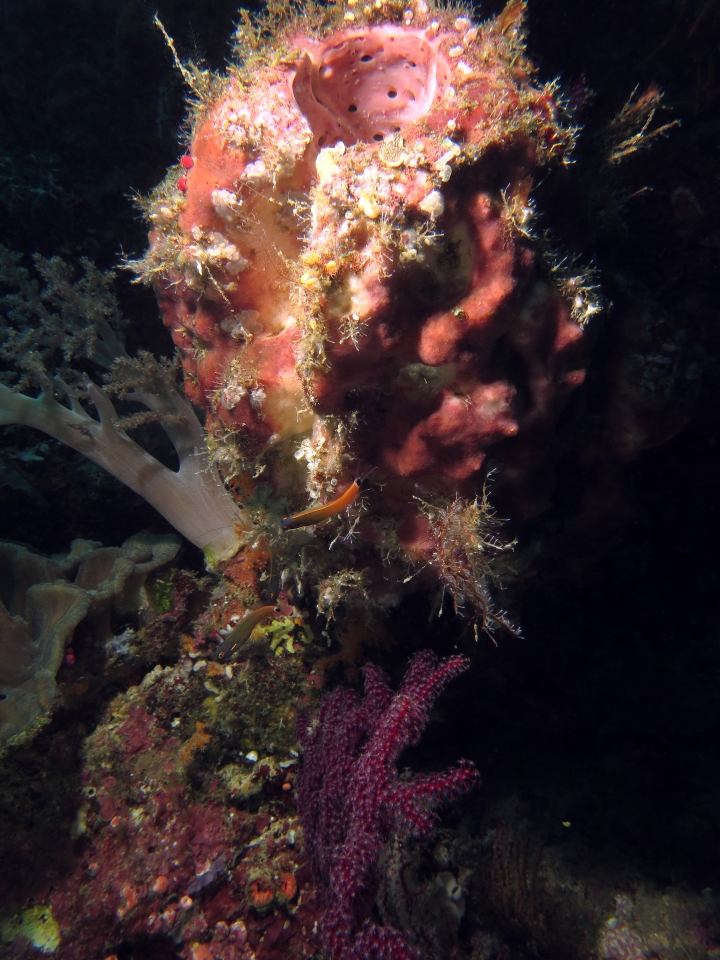 Escenius stigmatura, Theonella swinhoei