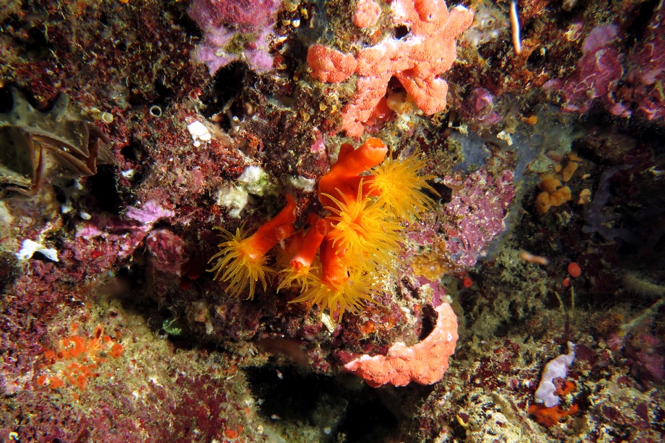 Cladopsammia gracilis ou Tubastraea coccinea