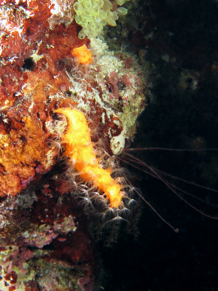Paraminabea aldersladei